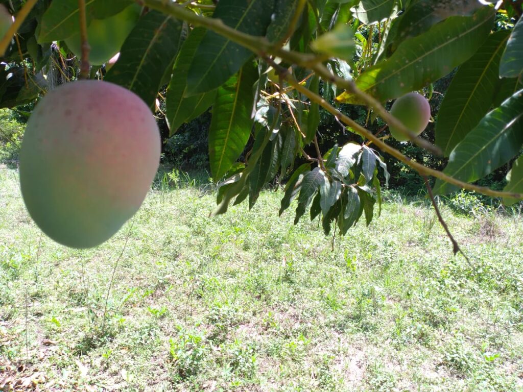 Verger de 1 Hectare verse diembering – Oussouye