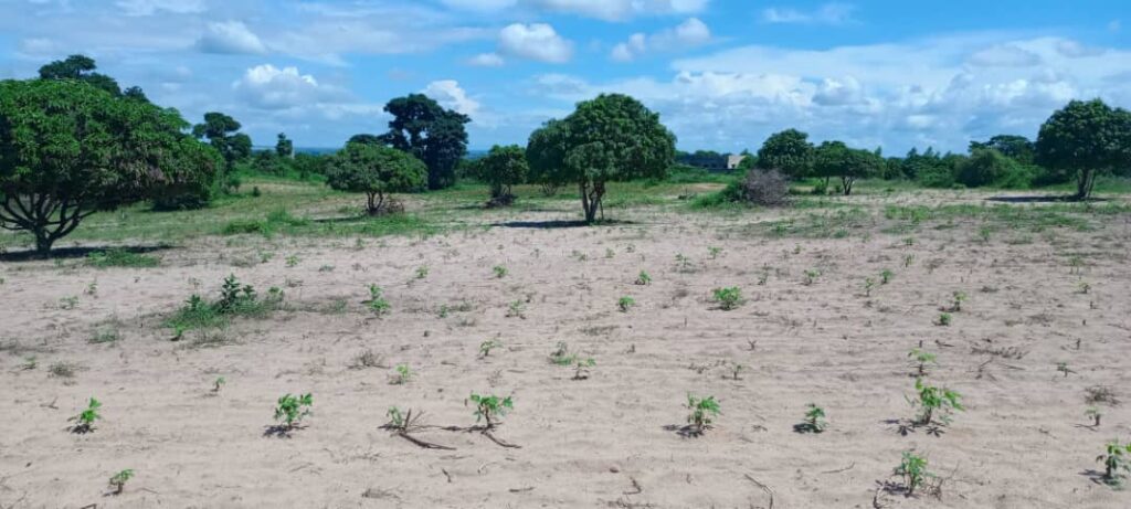 Verger de 1,88 Hectare vers Keur Moussa – Thiès