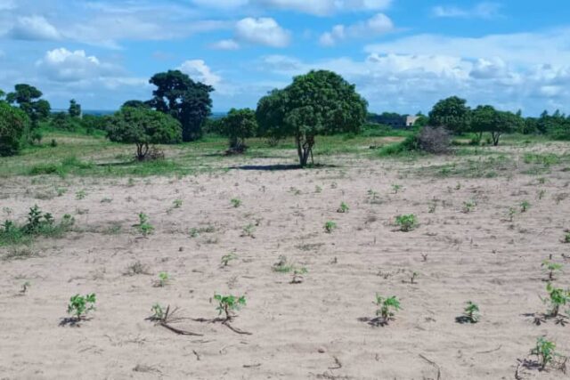 Verger de 1,88 Hectare vers Keur Moussa – Thiès