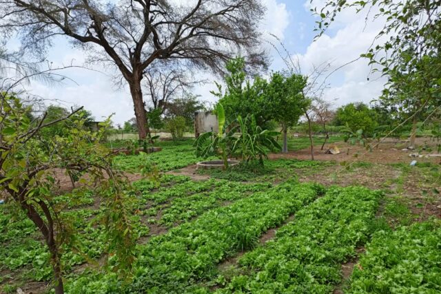 Verger de 1,04 Hectare vers Diourbel – Diourbel