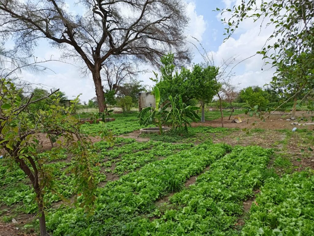 Verger de 1,04 Hectare vers Diourbel – Diourbel