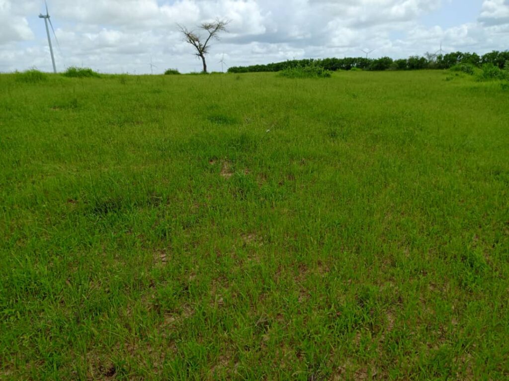 Verger de 2,03 Hectares vers Darou Khoudoss – Tivaouane