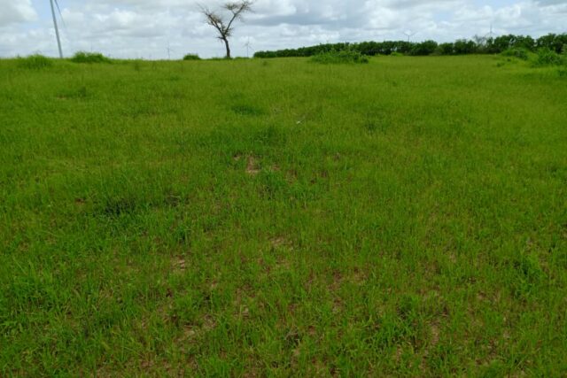 Verger de 2,03 Hectares vers Darou Khoudoss – Tivaouane