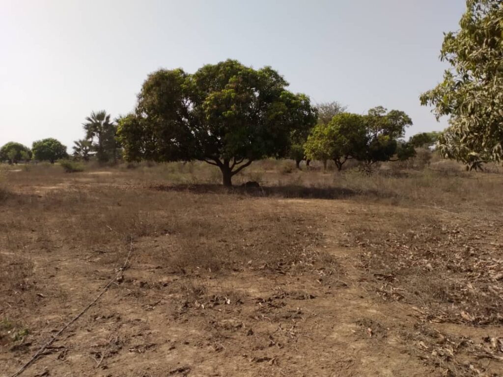 Verger de 1,46 Hectare vers Keur Moussa – Thiès