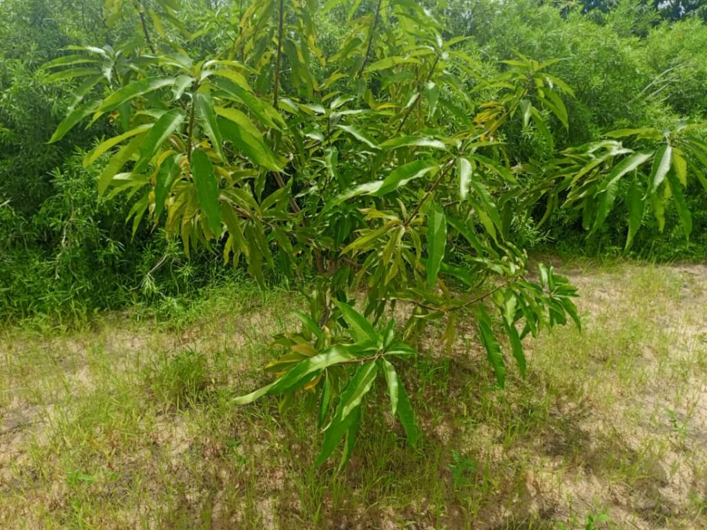 Verger de 2,07 Hectares vers Thiènaba – Thiès