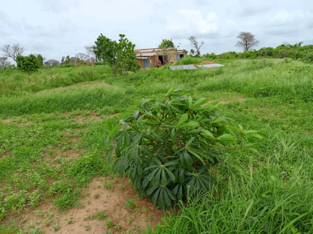 Verger de 1,03 Hectare vers Notto Diobass – Thiès