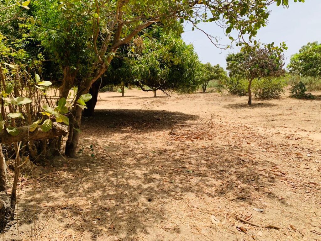 Verger de 3,31 Hectares vers Fandéne – Thiès