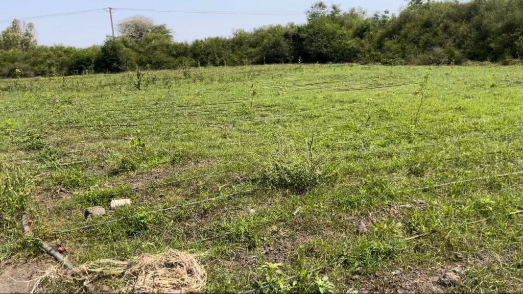 Verger de 1,18 Hectare vers Diamniadio – Rufisque