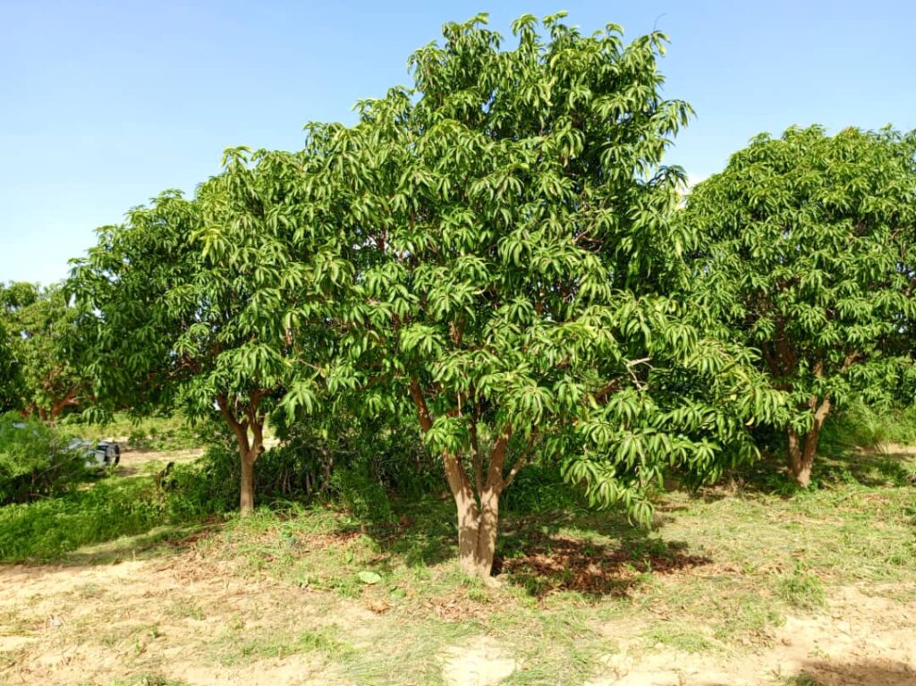 Verger de 1,28 Hectare vers Notto Gouye Diama – Tivaouane