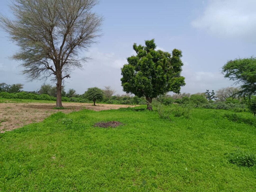 Terrain Agricole de 1,74 Hectare vers Tassette – Thies