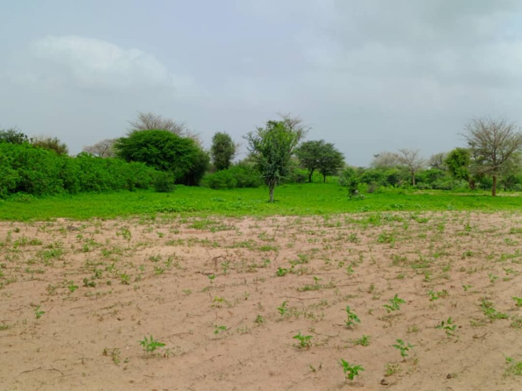 Terrain Agricole de 1,74 Hectare vers Tassette – Thies