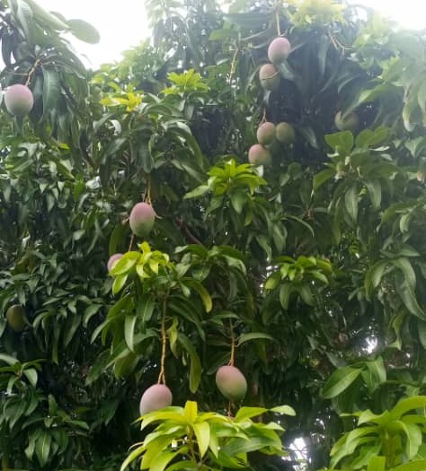 Verger de 3 Hectares vers Nguéniène – Mbour