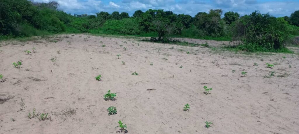 Verger de 1,88 Hectare vers Keur Moussa – Thiès