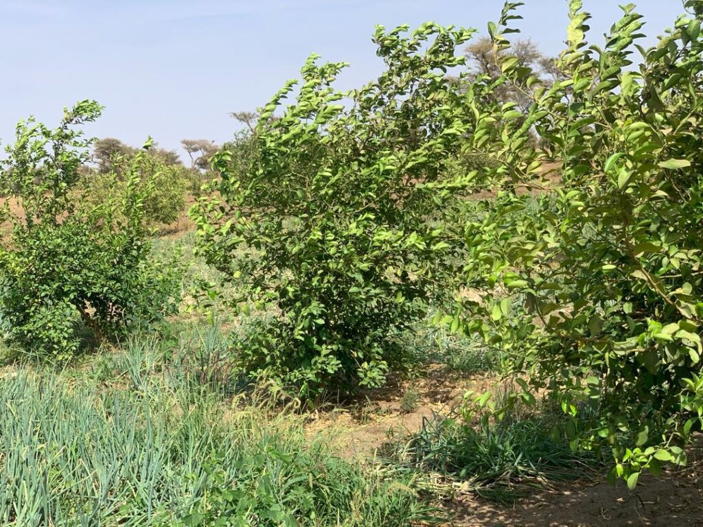 Location verger de 3,56 Hectares vers Thiénaba – Thiès