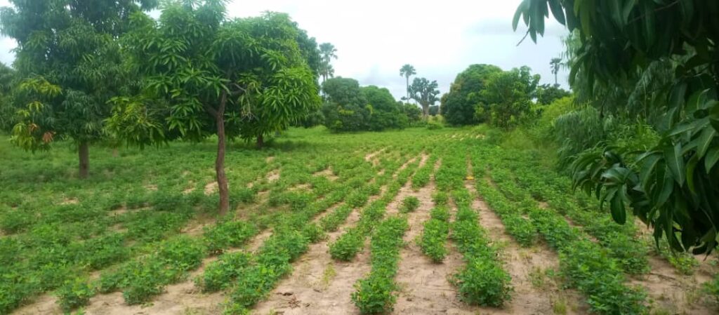 Verger de 3 Hectares vers Nguéniène – Mbour