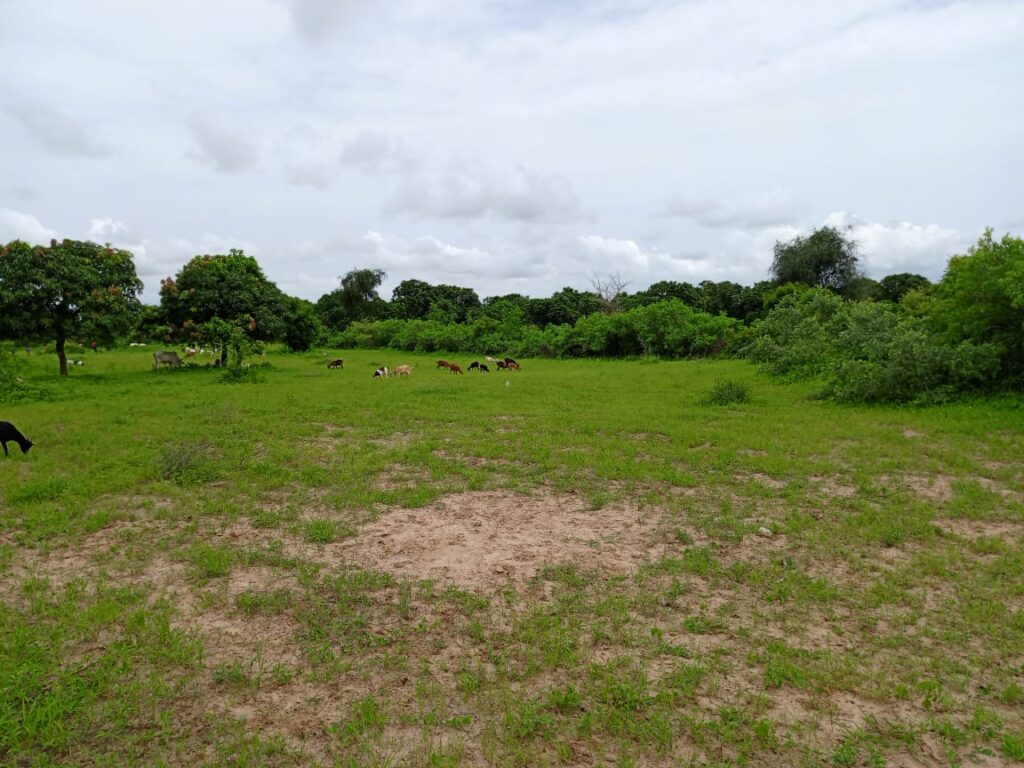 Verger de 6 252 m² vers Notto Diobass – Thiès