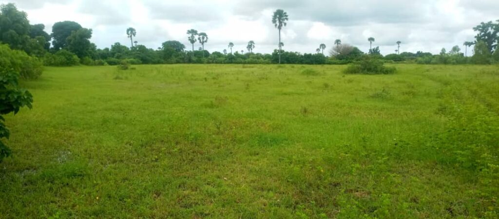 Verger de 3 Hectares vers Nguéniène – Mbour
