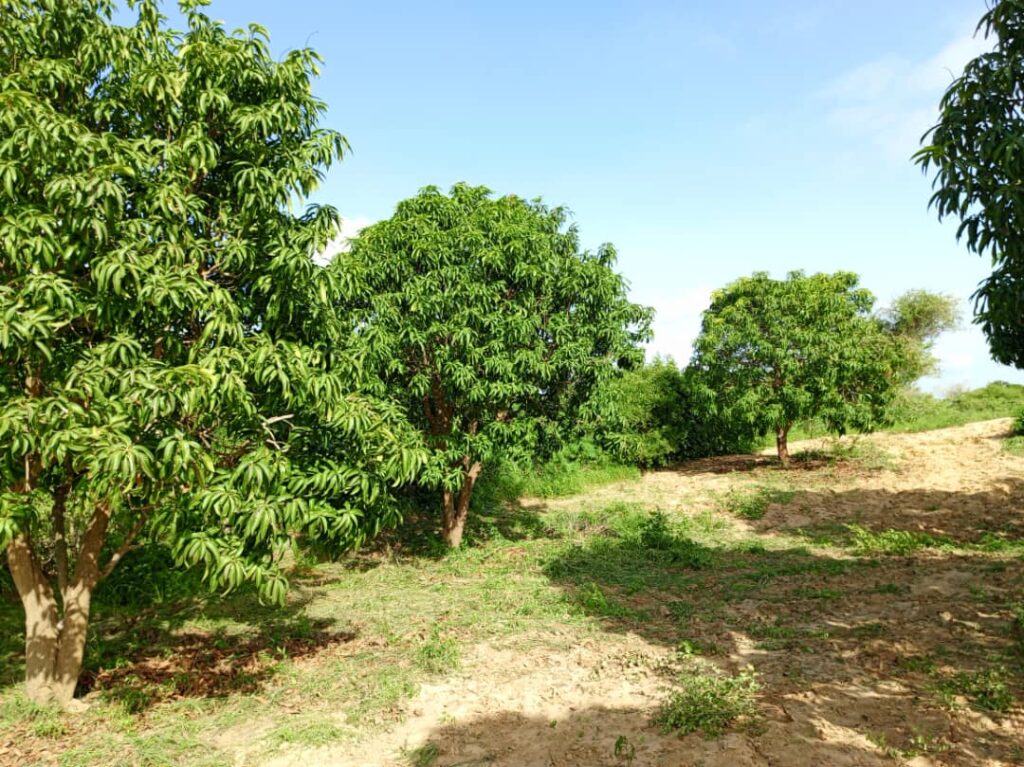 Verger de 1,28 Hectare vers Notto Gouye Diama – Tivaouane