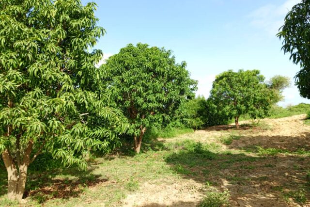 Verger de 1,28 Hectare vers Notto Gouye Diama – Tivaouane