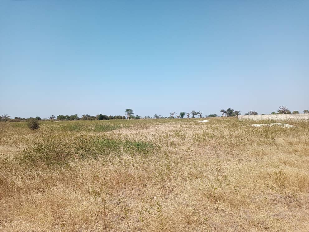Verger de 6 Hectares vers Sandiara – Mbour