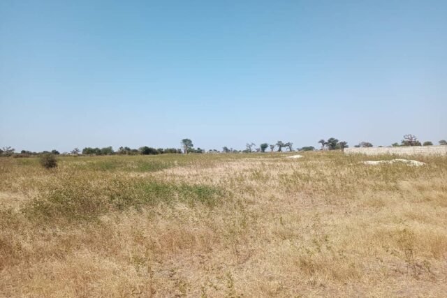 Verger de 6 Hectares vers Sandiara – Mbour