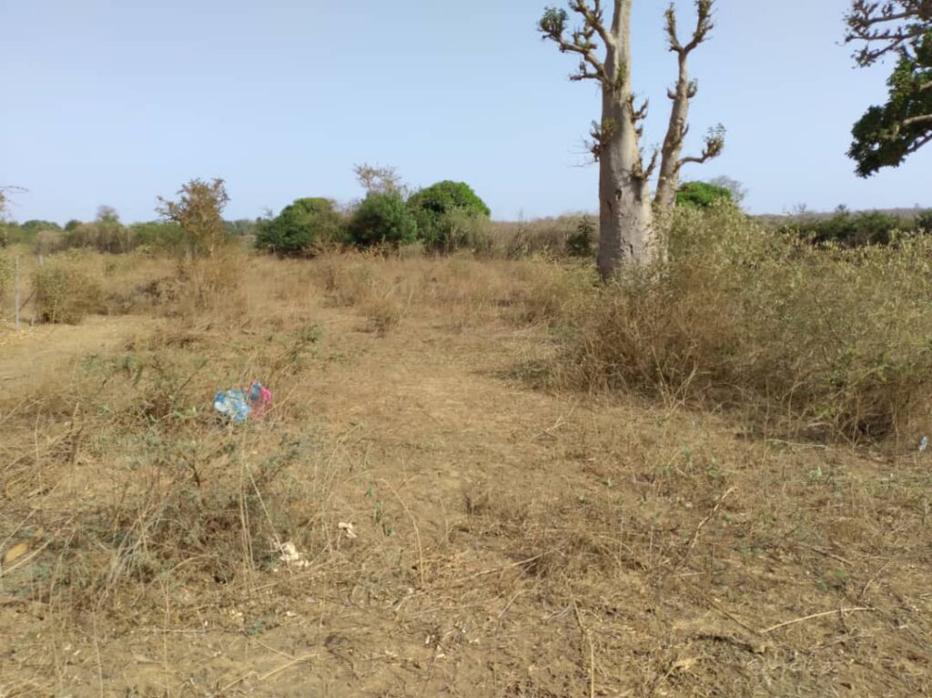 Verger de 1,46 Hectare vers Keur Moussa – Thiès