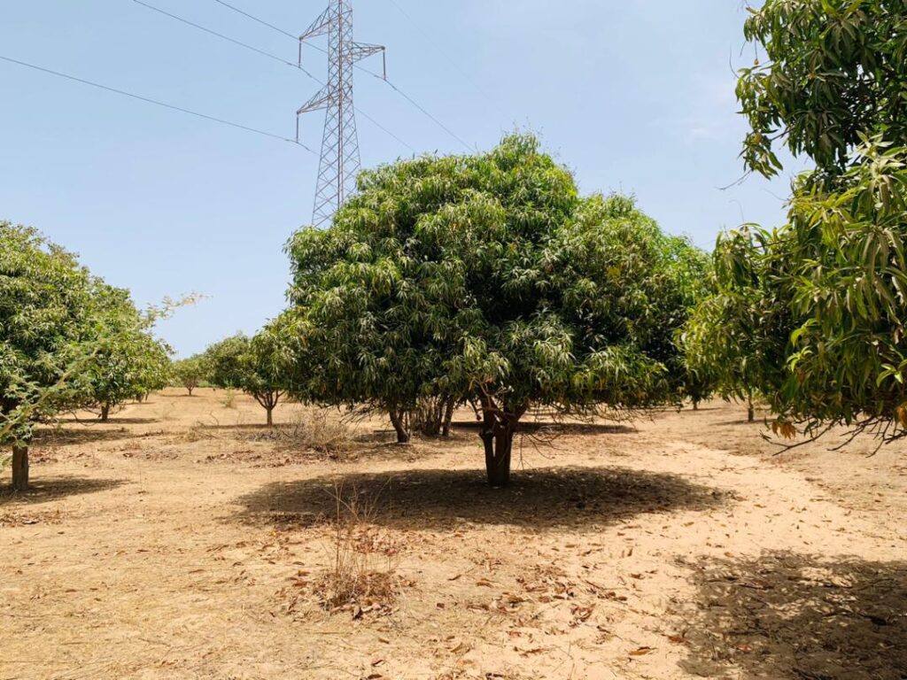Verger de 3,31 Hectares vers Fandéne – Thiès