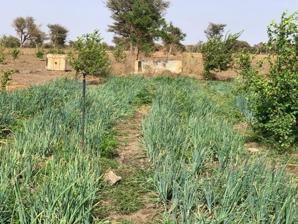 Location verger de 3,56 Hectares vers Thiénaba – Thiès