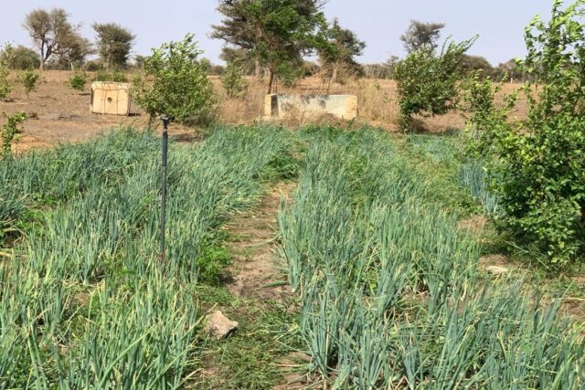 Location verger de 3,56 Hectares vers Thiénaba – Thiès