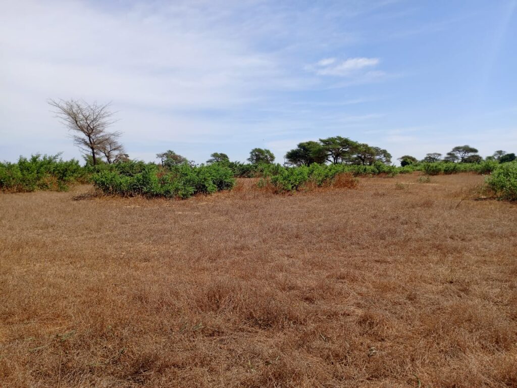 Terrain Agricole de 6,90 Hectares vers Tassette – Thiès