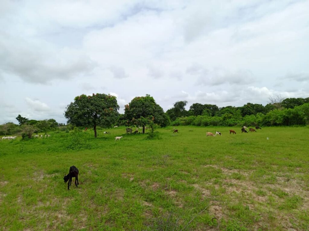 Verger de 6 252 m² vers Notto Diobass – Thiès