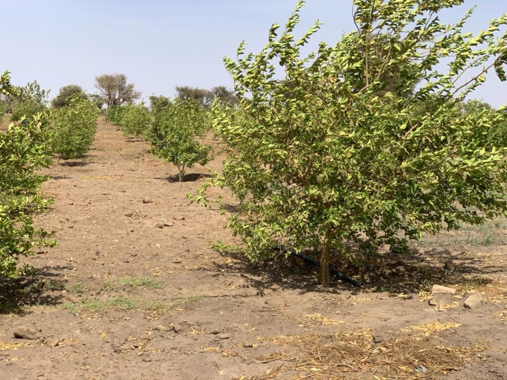 Location verger de 3,56 Hectares vers Thiénaba – Thiès