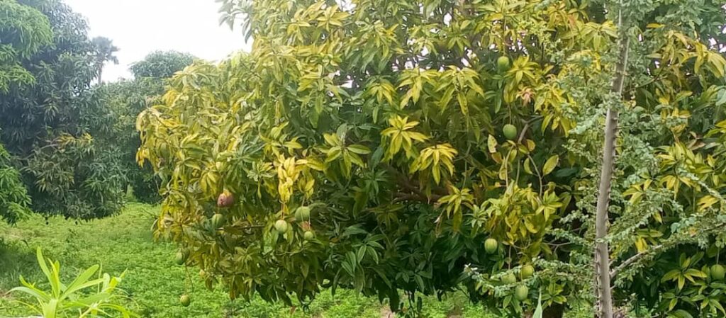 Verger de 3 Hectares vers Nguéniène – Mbour