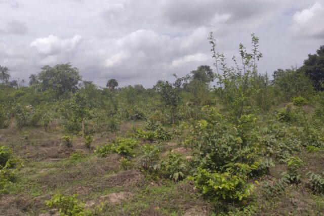 Terrain Agricole de 1 Hectare soit 10000 m² vers Kafoutine – Bignona