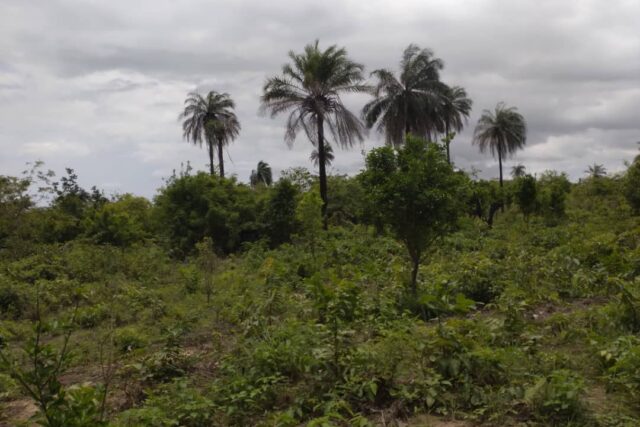 Terrain Agricole de 1 Hectare soit 10000 m² vers Kafoutine – Bignona