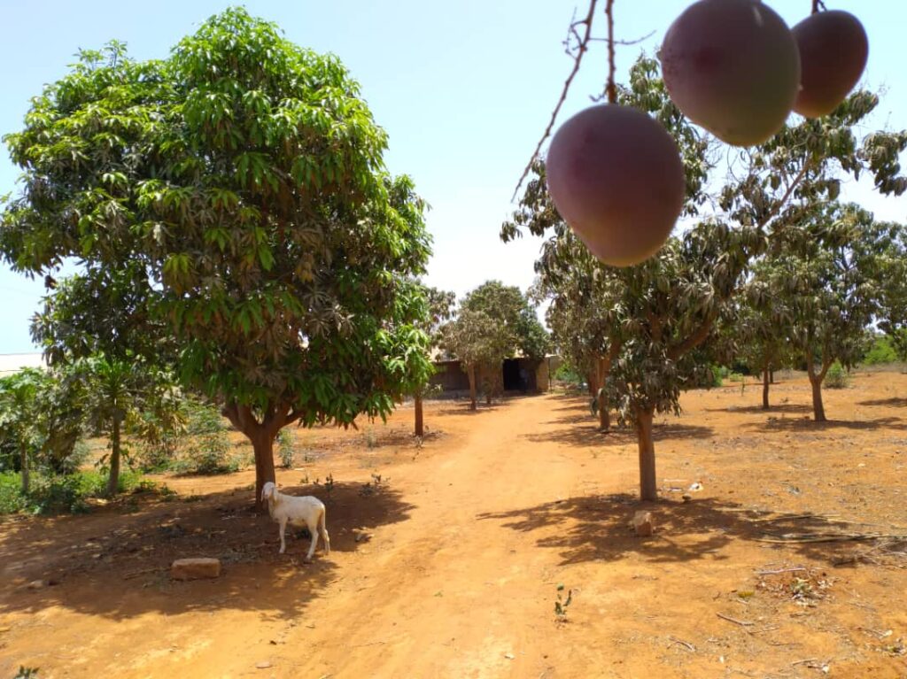 Ferme de 1,95 Hectare vers Keur Moussa – Thiès
