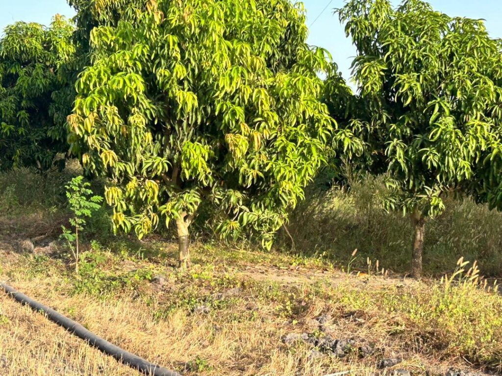 Verger de 7 Hectares vers Keur Moussa – Thiès