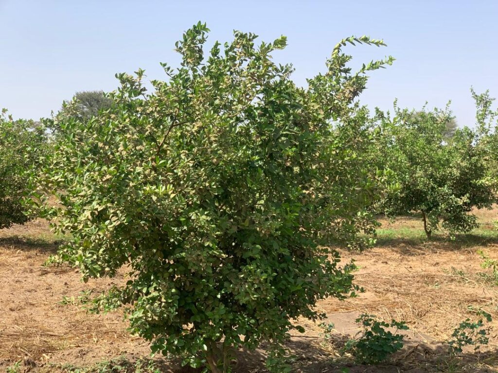 Location verger de 3,56 Hectares vers Thiénaba – Thiès
