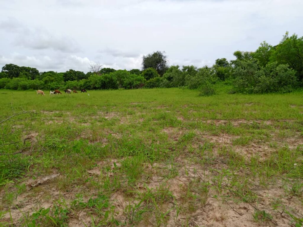 Verger de 6 252 m² vers Notto Diobass – Thiès