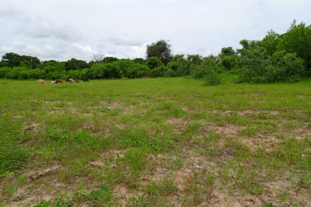 Verger de 6 252 m² vers Notto Diobass – Thiès