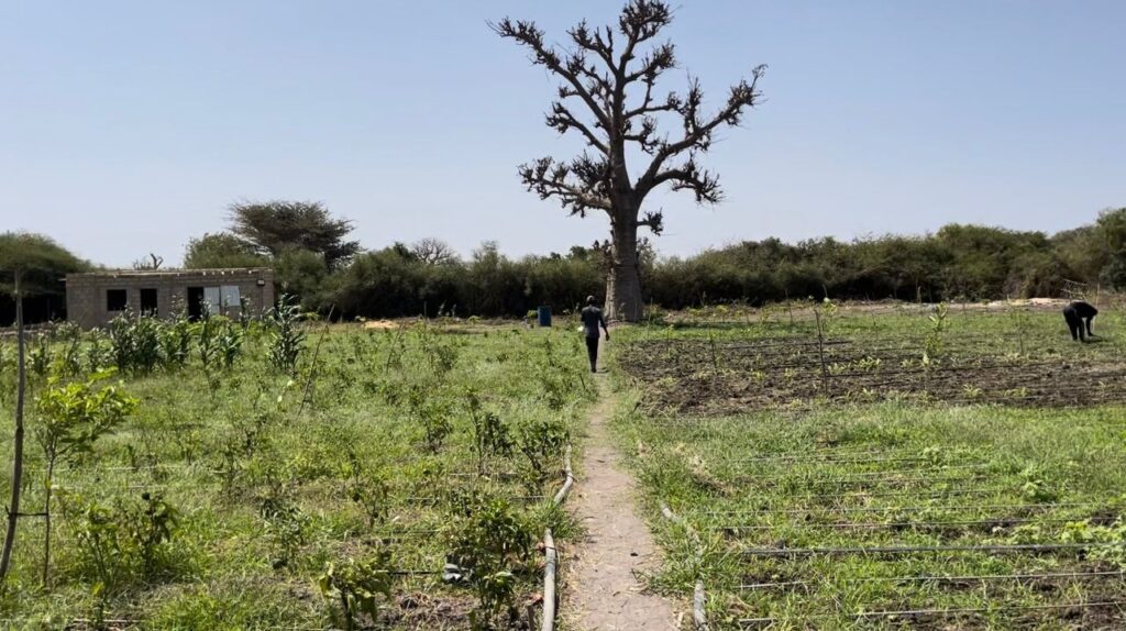 Verger de 1,18 Hectare vers Diamniadio – Rufisque