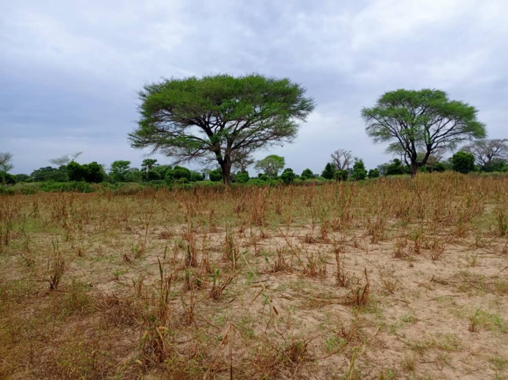 Terrain Agricole de 2,50 Hectares vers Notto Diobass – Thiès