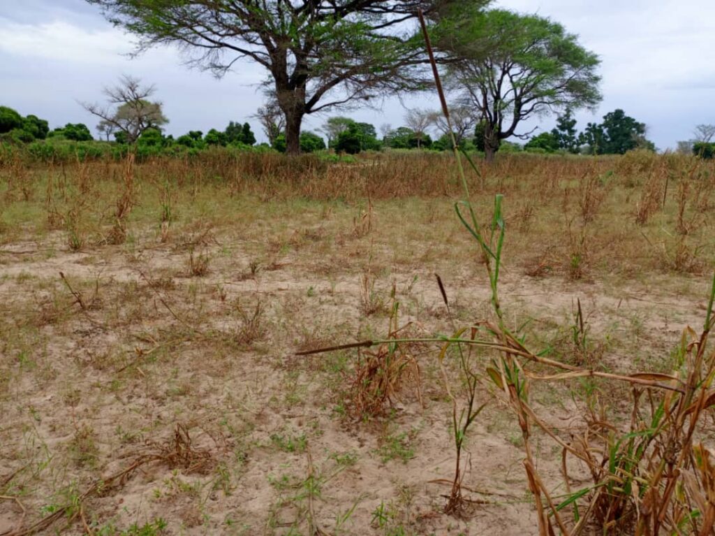 Terrain Agricole de 2,50 Hectares vers Notto Diobass – Thiès