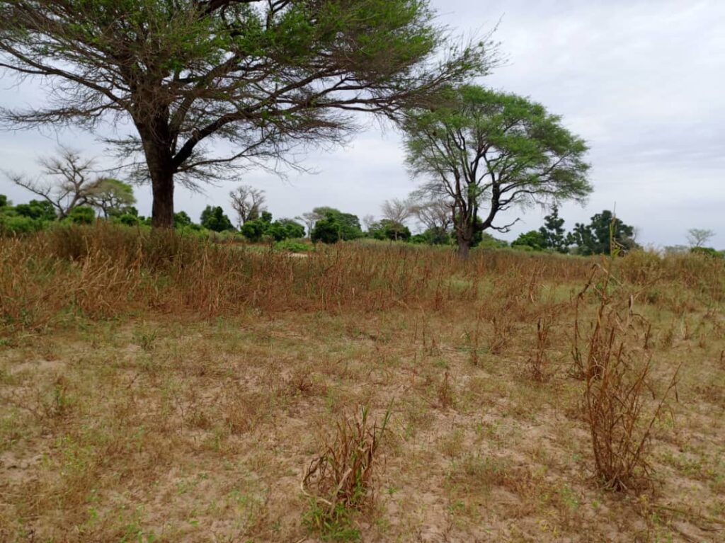Terrain Agricole de 2,50 Hectares vers Notto Diobass – Thiès