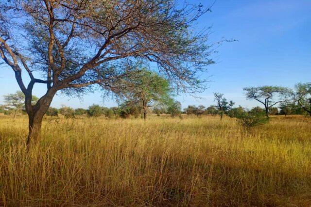 Terrain Agricole de 5,17 Hectares vers Thiolom Fall – kébémer