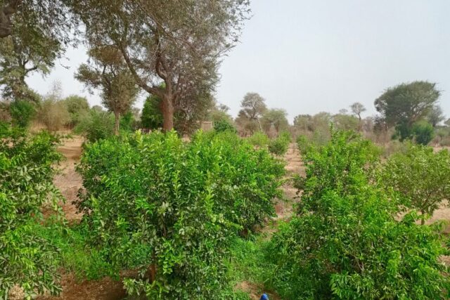 Verger de 3 Hectares vers Tassette – Thiès
