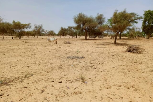 Terrain Industriel de 1,65 Hectare en bordure de route nationale vers Kébémer
