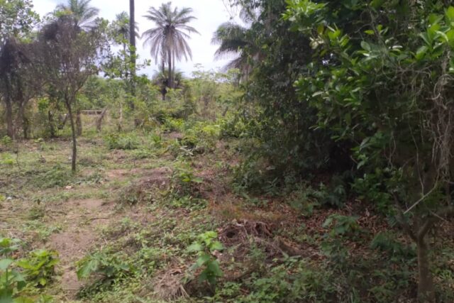 Terrain Agricole de 1 Hectare vers Kafoutine – Bignona