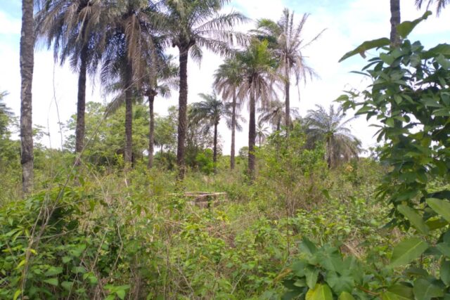 Terrain Agricole de 1 Hectare vers Kafoutine – Bignona