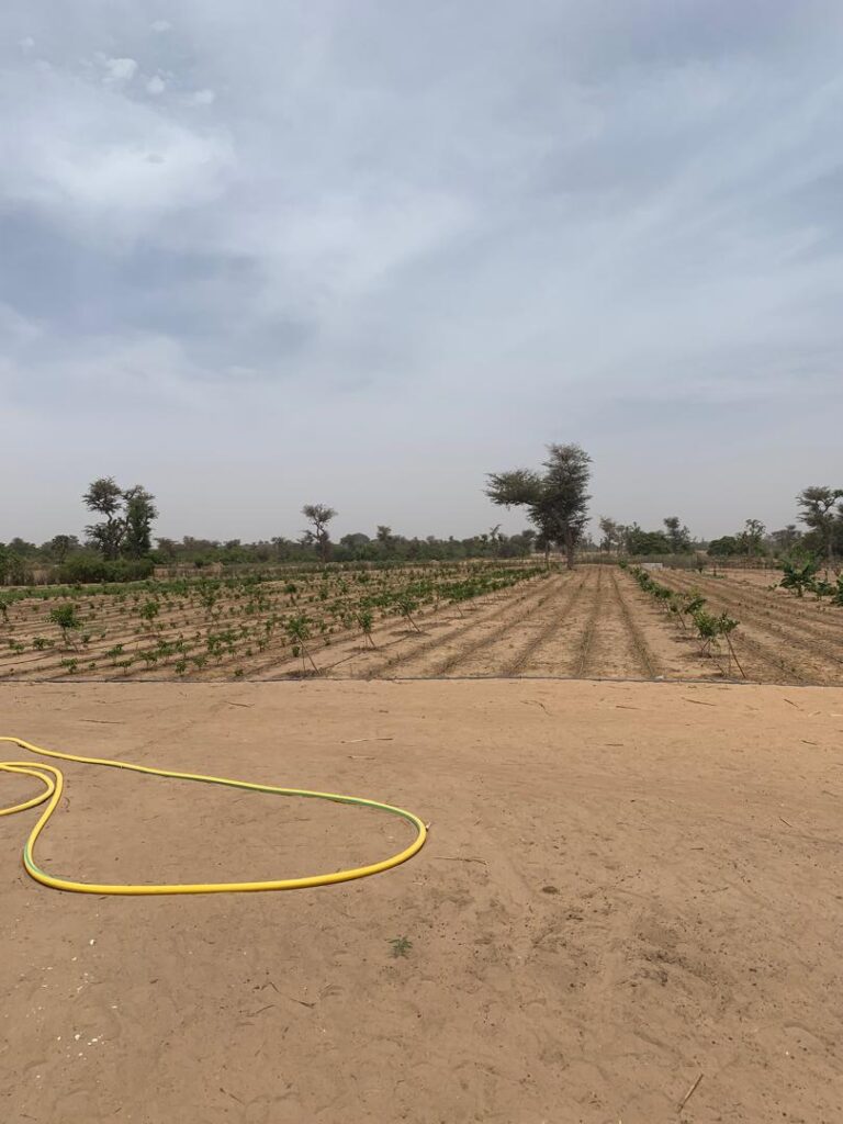 Ferme de 1,92 Hectare vers Ndiaguaniao – Mbour